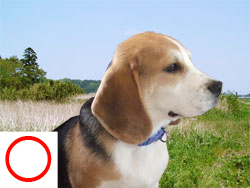 犬